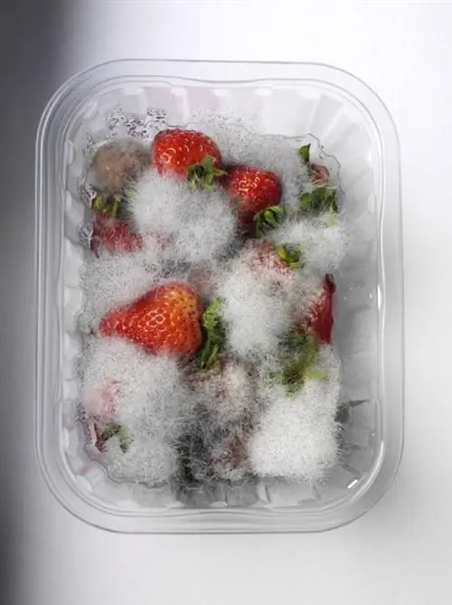 Распространенные типы плесени в домах (и холодильниках)