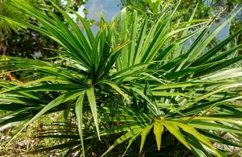 Типы пальм: Соломенная пальма Флориды (Thrinax radiata)