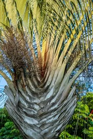 Виды пальм: Треугольная пальма (Dypsis decaryi)