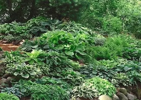 Делим растения осенью - хосты