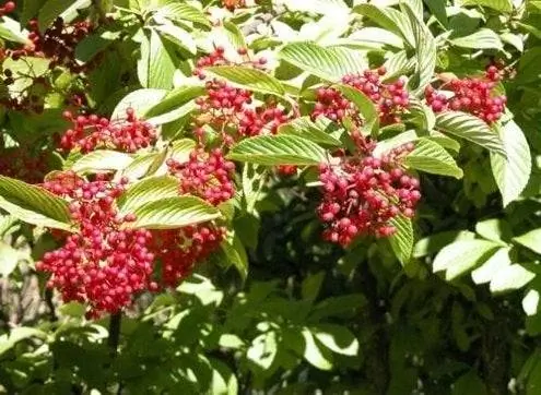 Осенние кусты - Калины