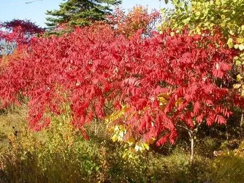 Осенние кусты - Сумах