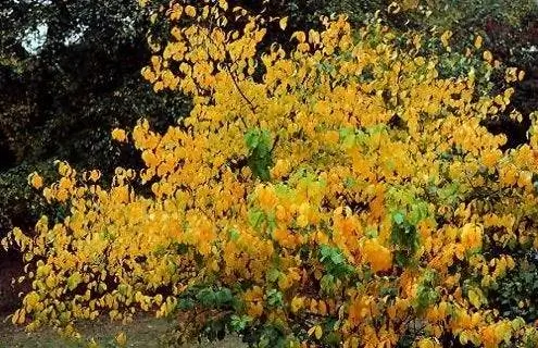 Осенние кусты - Spicebush