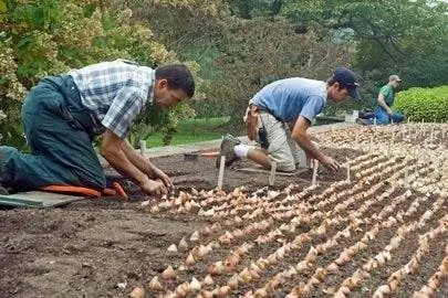 Как сажать луковицы осенью