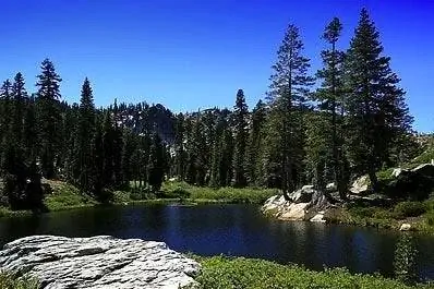 Arborday.org-Plumas-National-Forest
