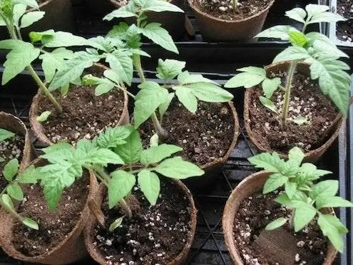 Выращивание томатов из семян