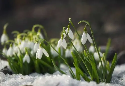 Решено! 8 цветов, которые обязательно расцветут зимой
