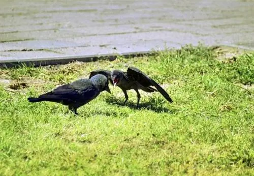 Как избавиться от ворон