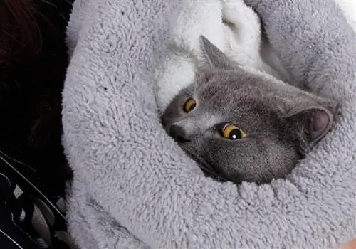 Лучшие одеяла для кошек для комфорта и тепла