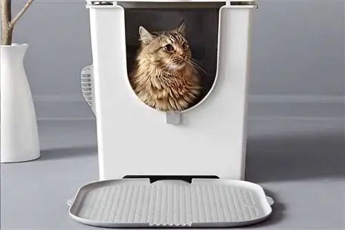 Лучшие лотки для владельцев кошек