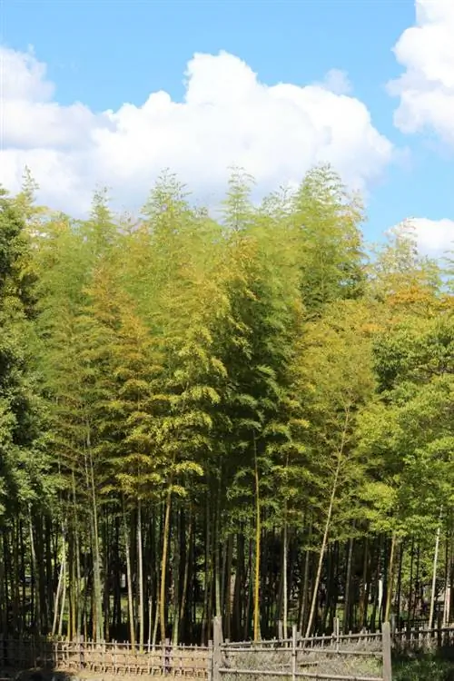 Быстрорастущие вечнозеленые деревья - Золотой бамбук