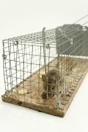 Как поймать мышь в неубиваемую ловушку