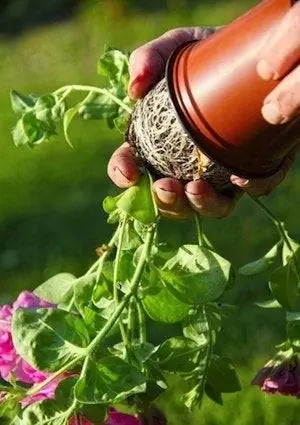 Как пересадить растение - детали корней