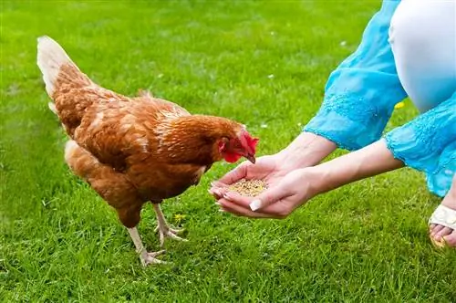 Лучшие куриные корма для усадьбы