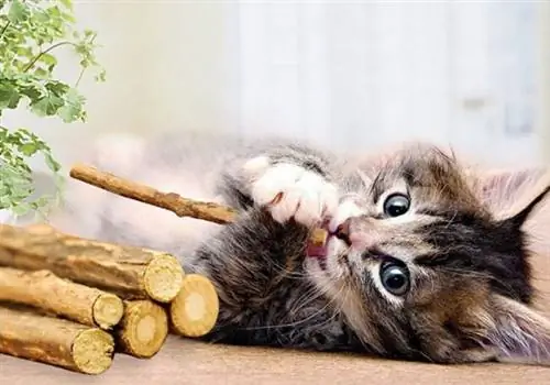 Лучшие варианты игрушек для жевания кошек