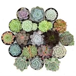 Лучшие варианты суккулентов в помещении: пакет «Awesome Echeveria» из листьев и глины
