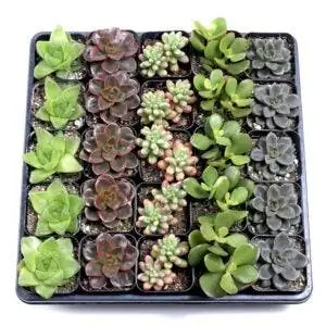 Лучшие варианты суккулентов в помещении: лоток для суккулентов Mountain Crest Gardens