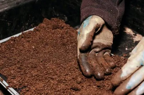 посадка спор грибов дома