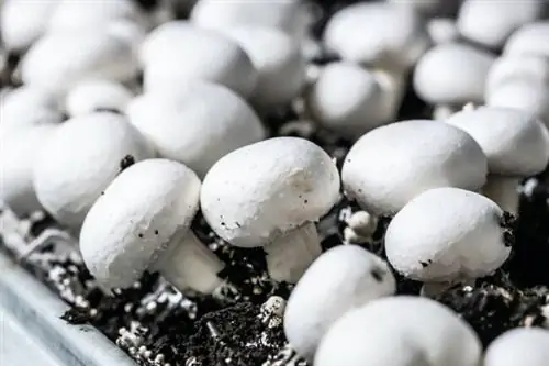 как выращивать грибы в помещении