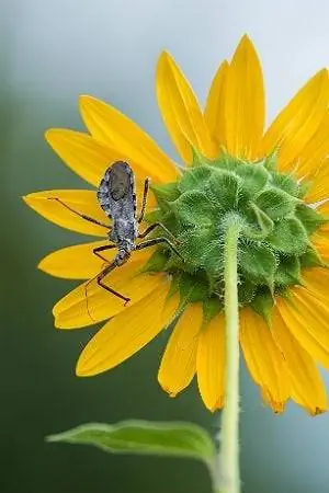Assassin Bugs 101: все, что вам нужно знать о колесных жуках