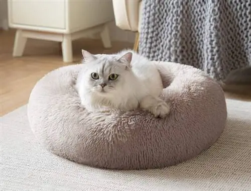 Лучшие варианты кошачьих кроватей Лучшие варианты кошачьих кроватей