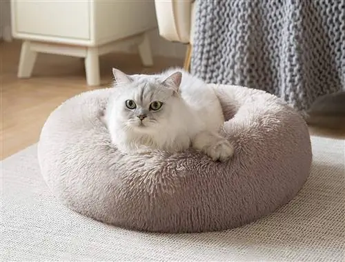 Лучшие лежанки для кошек, создающие комфорт в пространстве вашего питомца