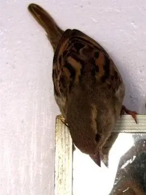 Как выгнать птицу из дома - Bird Indoor