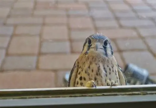 Как выгнать птицу из дома - Bird at Window