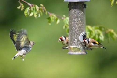Щегол (Carduelis carduelis)