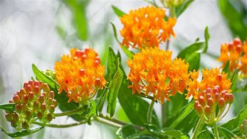 Бабочка сорняк, Asclepias tuberosa
