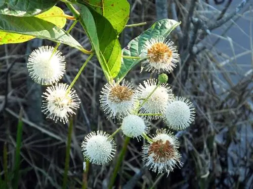 Баттонбуш (Cephalanthus occidentalis)