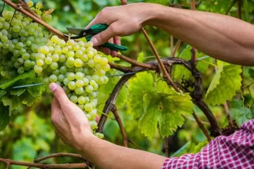 как выращивать виноград