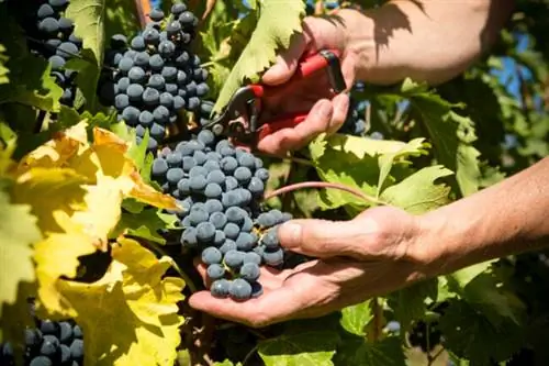 как выращивать виноград