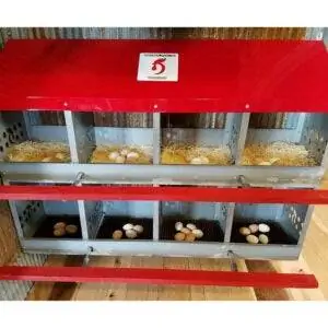 Лучший вариант ящика для гнезда: куриное гнездо Duncan's Poultry с 8 отверстиями