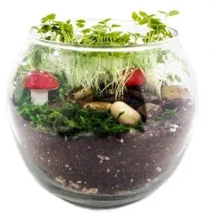 Лучший вариант террариума: TerraGreen Creations Complete Fairy Garden Kit
