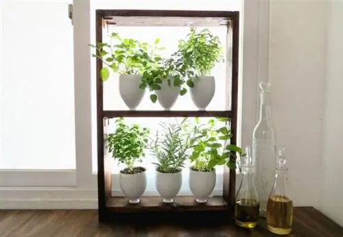 DIY Lite: сделайте огород из кухонных вторсырья