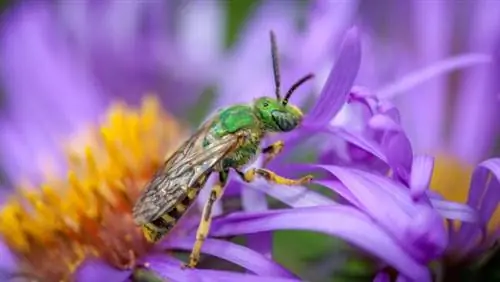 виды пчел - Sweat Bee виды пчел - Sweat Bee