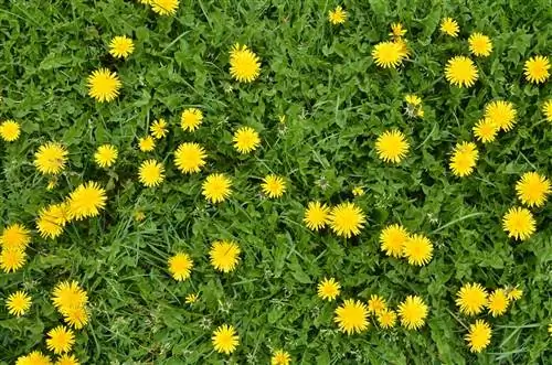 3 удивительно веские причины, чтобы позволить одуванчикам расти у вас во дворе