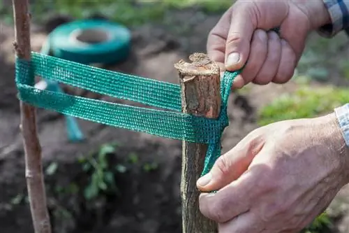 Как сделать: закрепить дерево