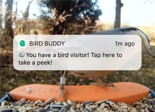 кормушка для птиц Bird buddy с камерой