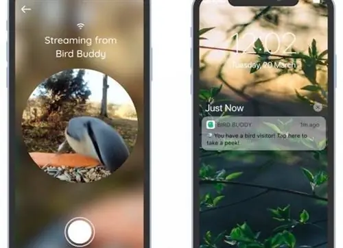 кормушка для птиц Bird buddy с камерой