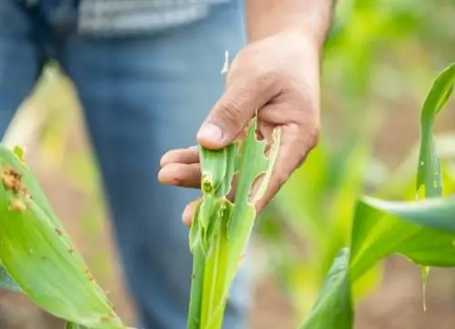 как избавиться от белокрылки