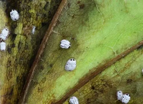 как избавиться от белокрылки под листьями