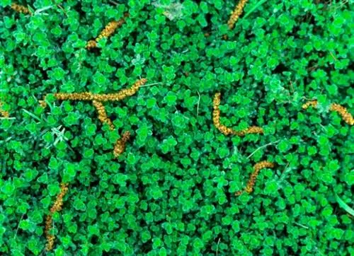 Устали от дорогого газона? 7 причин задуматься о газоне с ползучим тимьяном