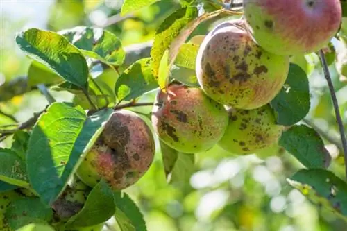 болезни деревьев парша яблони