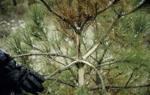 болезни деревьев Диплодия