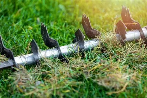 Грибы на газоне Как избавиться от грибов