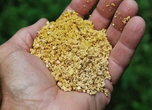 кукурузная глютеновая мука для газонов, чтобы убить клевер