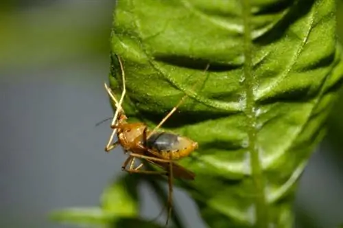 как вырастить базилик