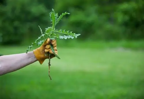 8 лучших советов по выдергиванию сорняков